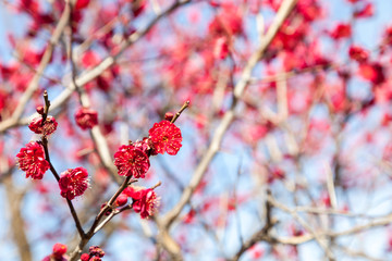 Pink blossom sukura flowers on a spring day in Japan.