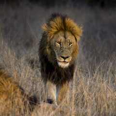 lion (Panthera leo) del Timbavati Nature Reserve in Sud Africa
