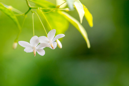 close up of white flower(Wrightia religiosa ,Apocynaceae)