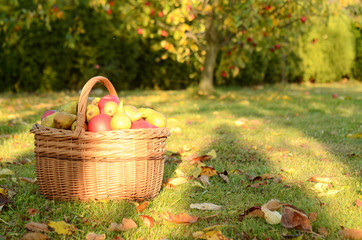 Wicker basket of apples in the garden at sunset in autumn