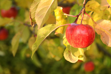 Red apple on the branch of an apple tree in autumn