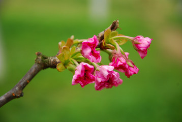 Beautiful blooming sakura flowers in garden
