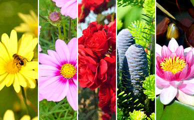 Collage of photos of summer theme, flowers