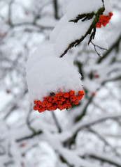 Rowan under snow.