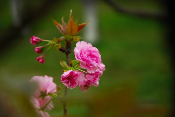 Beautiful blooming sakura flowers in garden
