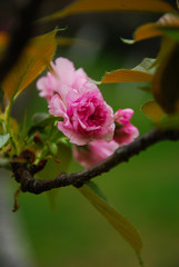 Obraz na płótnie Canvas Beautiful blooming sakura flowers in garden 