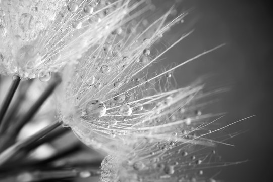 Close-up of dandelion with drops