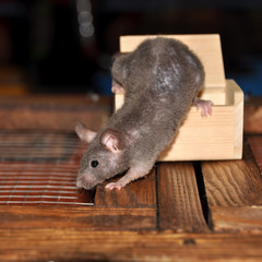 Mouse and box