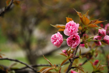 Beautiful blooming sakura flowers in garden
