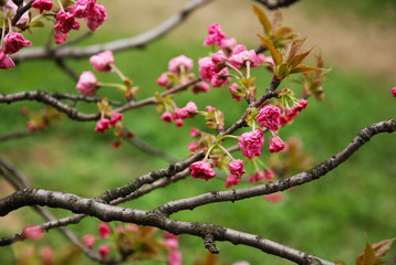 Fototapeta na wymiar Beautiful blooming sakura flowers in garden 