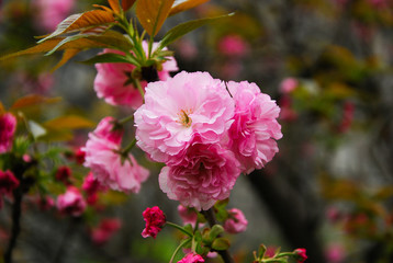 Beautiful blooming sakura flowers in garden
