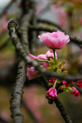 Fototapeta premium Beautiful blooming sakura flowers in garden 