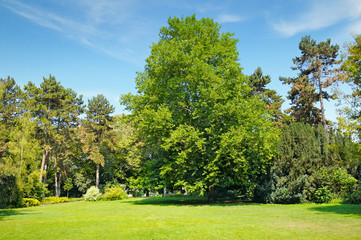 park, green meadow and blue sky