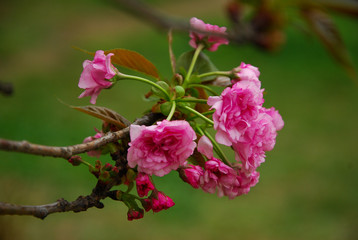 Beautiful blooming sakura flowers in garden

