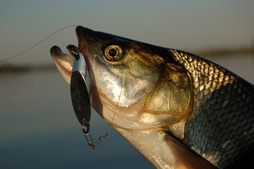 Asp fishing