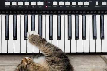 Siberian Forest Cat playing MIDI controller keyboard synthesizer