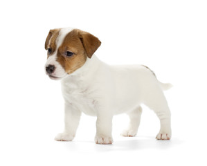 Jack Russell Terrier puppy