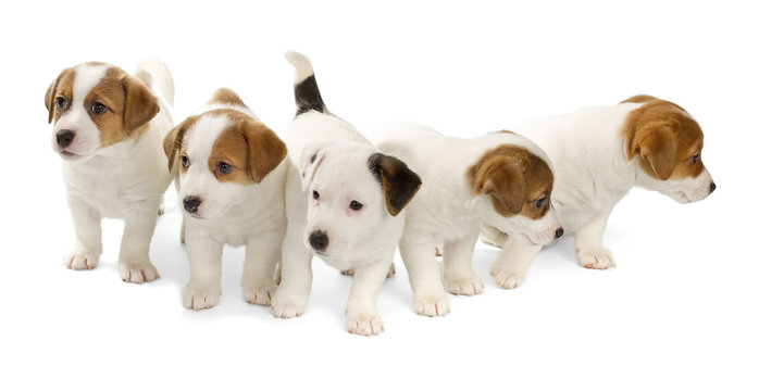 Five Jack Russell Terrier puppies