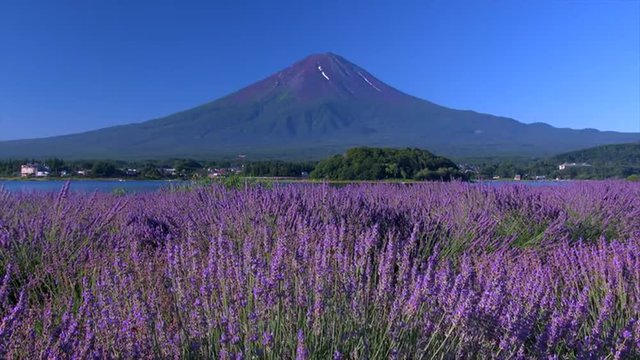 富士山とラベンダー　河口湖大石公園