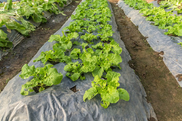 plant flowering cabbage by wrapping soil to keep moisture and avoid grass weed
