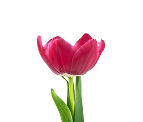 Tulip flower isolated on white background