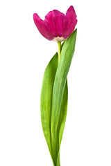 Tulip flower isolated on white background