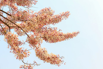 Plenty Cassia bakeriana Craib flower