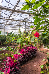 Interior of greenhouse with a variety of plants and flowers