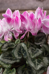 Fresh pink cyclamen