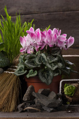 Pink cyclamen and two hyacinth