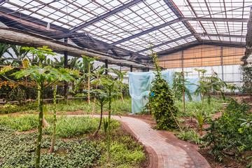Fototapeta na wymiar Interior of greenhouse with a variety of plants and flowers