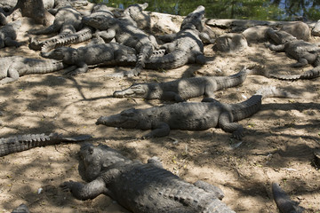 The crocodile with open jaws eating looking sleeping