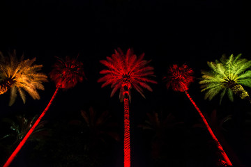 Palm Trees at Night in Miami
Colorful and vibrant red, orange and green LED lights light up palm trees at night in a symmetric shot.
