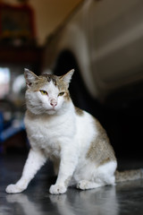 Thai cat sitting on the cement floor