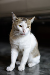 Thai cat sitting on the cement floor