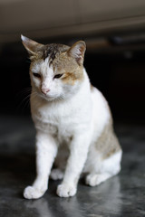 Naklejka na ściany i meble Thai cat sitting on the cement floor