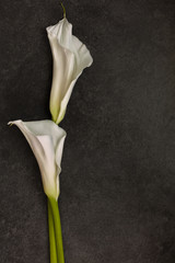 White Calla lily on dark background, top view