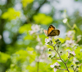 Mariposa naranja sobre flores de zarza