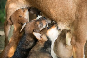 puppies sucking milk from mother