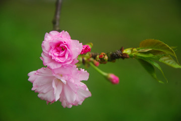 Beautiful blooming sakura flowers in garden
