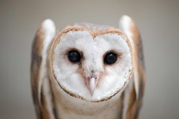 Printed roller blinds Owl common barn owl ( Tyto albahead ) close up