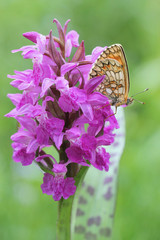 Orchids with butterfly