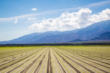 Fertile Agricultural Field of Organic Crops Just Planted. Crops in a row, clear skies and mountains in the background. 
