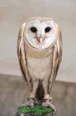 Crédence de cuisine en verre imprimé Hibou common barn owl ( Tyto albahead )