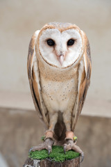 Obraz premium common barn owl ( Tyto albahead )
