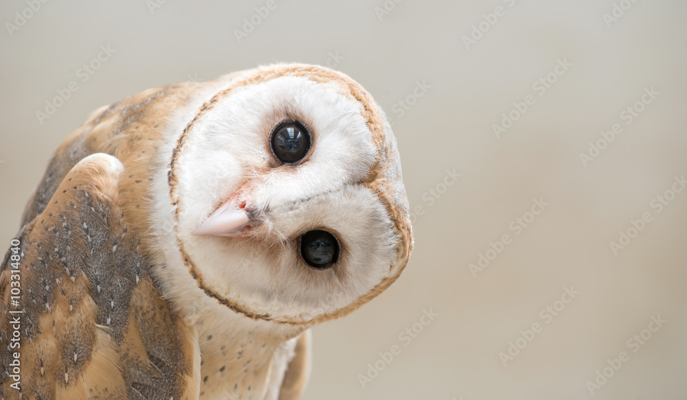 Wall mural common barn owl ( tyto albahead ) close up