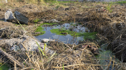 Filamentous algae in dirty water surrounded by garbage and weed