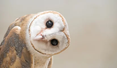 Printed roller blinds Owl common barn owl ( Tyto albahead ) close up