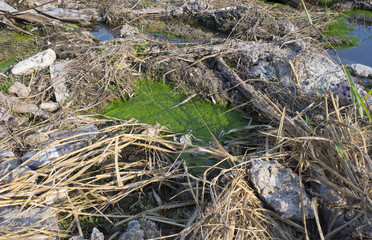 Filamentous algae in dirty water surrounded by garbage and weed