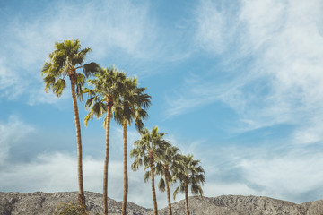 Palm Springs Vintage Mountains Palm Trees and Sky.  Vintage style image meant to portray the...